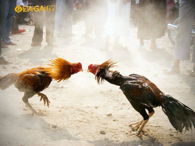 Có thể tự vệ và phản công linh hoạt Có thể tự vệ và phản công linh hoạt