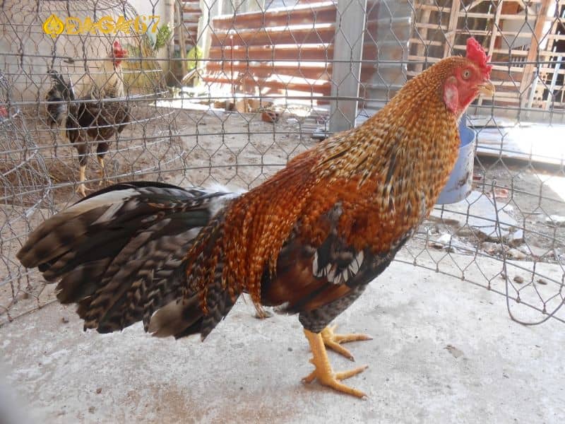 Gà chọi mệnh thổ không được đánh giá cao Gà chọi mệnh thổ không được đánh giá cao