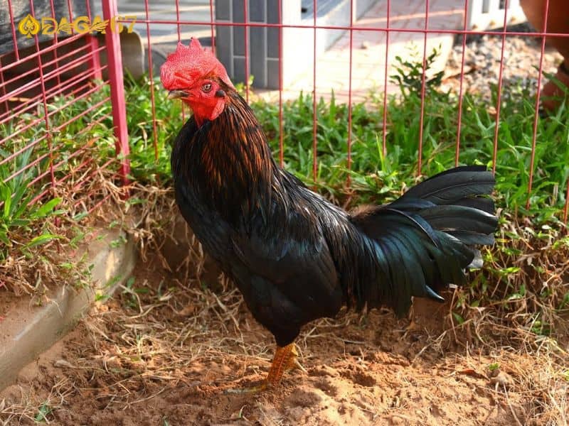 Gà cọp dùng để chỉ những chiến kê có khả năng ra đòn mạnh mẽ Gà cọp dùng để chỉ những chiến kê có khả năng ra đòn mạnh mẽ