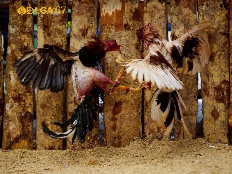 Hôm nay gà đá mạng gì cần dựa vào yếu tố khác Hôm nay gà đá mạng gì cần dựa vào yếu tố khác