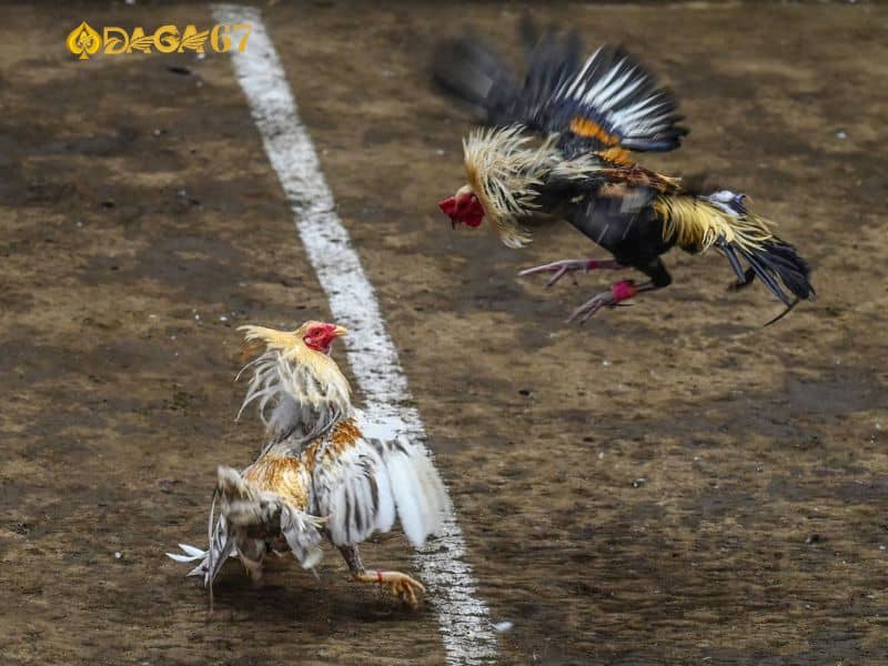 Khả năng ra đòn, tấn công tốt Khả năng ra đòn, tấn công tốt