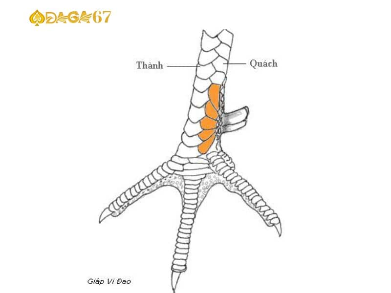 Vảy giáp vi đao nhận biết đơn giản Vảy giáp vi đao nhận biết đơn giản