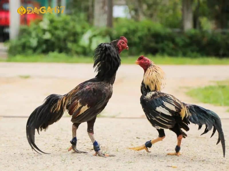 Xem màu mạng đá gà có tính chất tham khảo Xem màu mạng đá gà có tính chất tham khảo